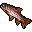 rainbow trout